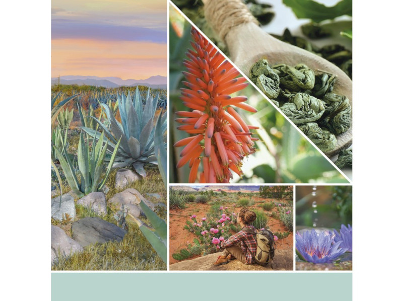 41800-aloeagave_ - kopie